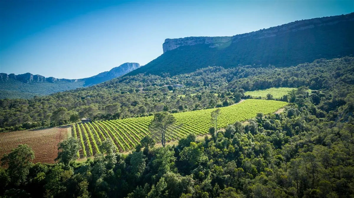 Vue sur le Pic Saint-Loup